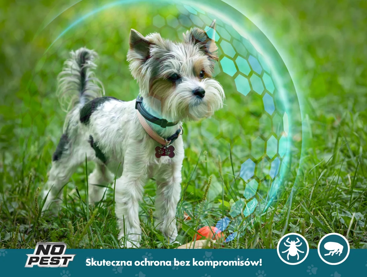 Od kiedy obroża na kleszcze dla szczeniaka jest bezpieczna do użycia?