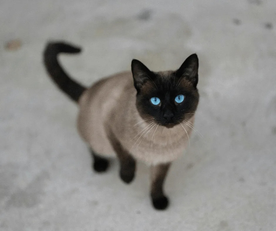 Kocięta tonkijskie: jak je pielęgnować i uniknąć problemów zdrowotnych