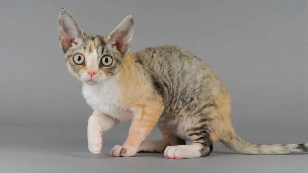 Rasa Devon Rex: poznaj ich niezwykłe cechy i wymagania pielęgnacyjne