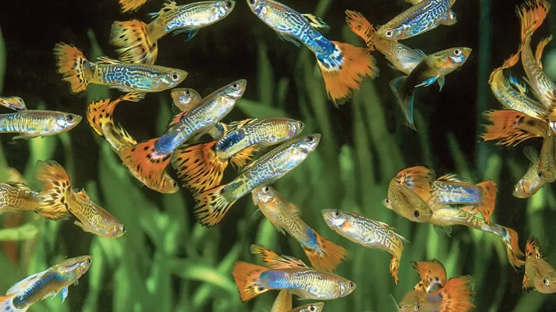 Czym karmić gupiki, aby zapewnić im zdrowie i długowieczność