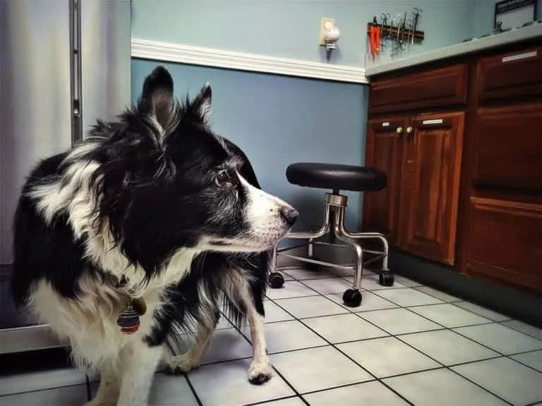 Jak wytresować border collie: skuteczne metody i porady dla właścicieli