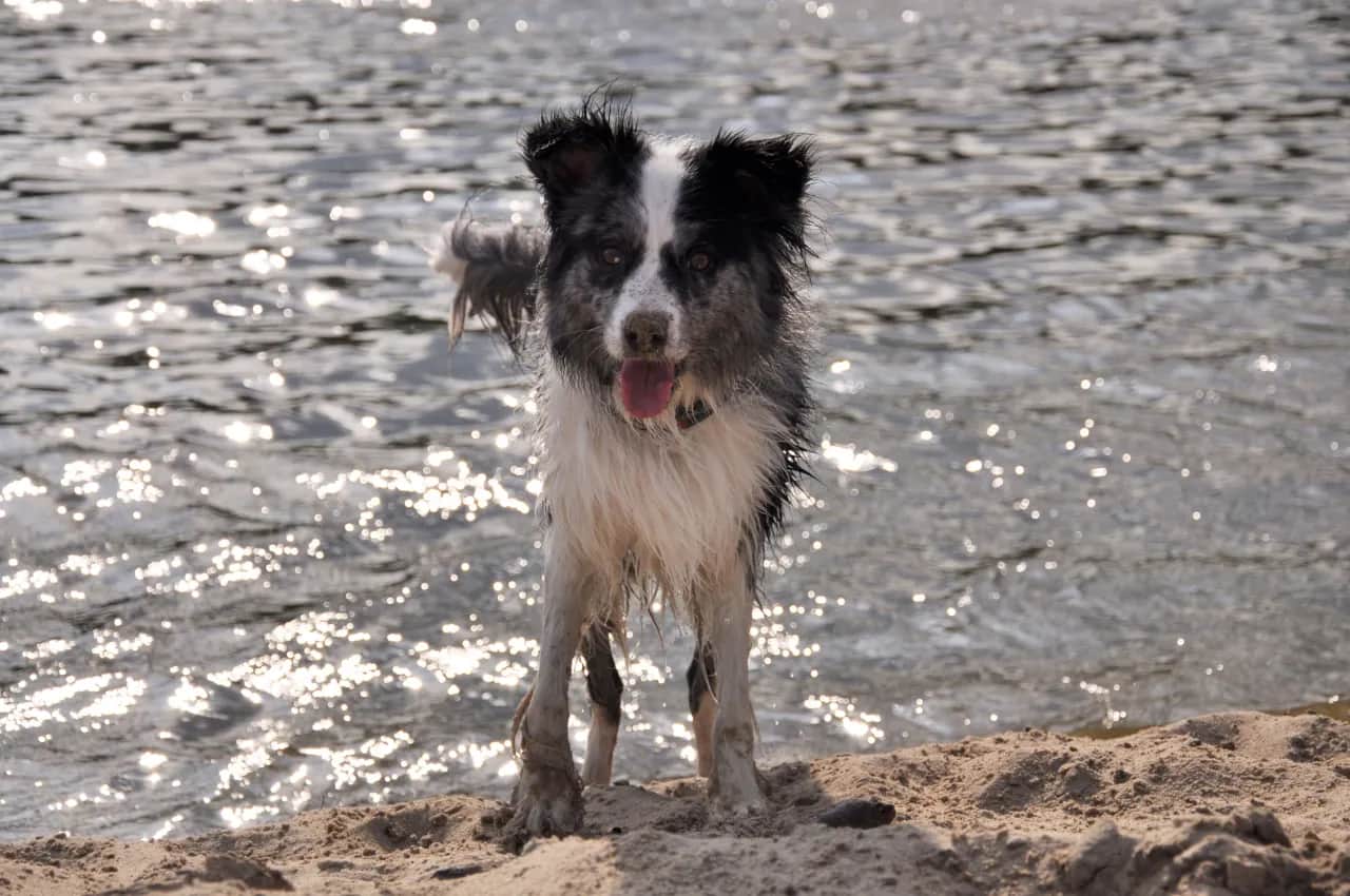 Gdzie na spacer z psem koło Krakowa? Odkryj idealne miejsca dla pupila