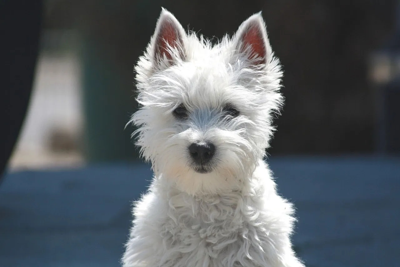 Psy które nie gubią sierści – idealne rasy dla alergików i łatwe w pielęgnacji