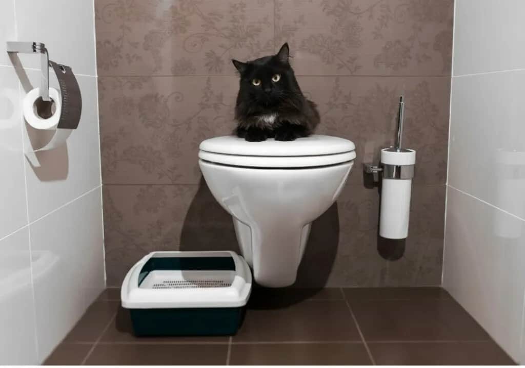 Dlaczego kotka sika w domu? Odkryj przyczyny i rozwiązania