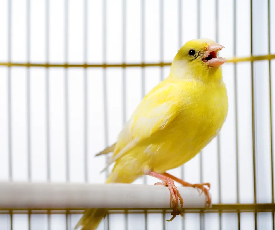 Czy kanarek może być sam? Kluczowe informacje o jego szczęściu