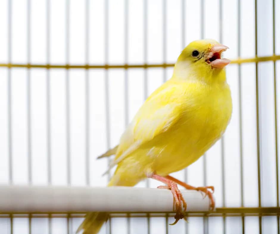 Czy kanarek może być sam? Kluczowe informacje o jego szczęściu