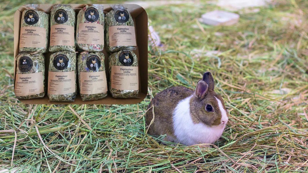 Jakie ziarno dla królików? Najlepsze opcje i czego unikać