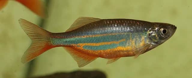 Ile żyją rybki danio? Odkryj sekrety ich długowieczności w akwarium