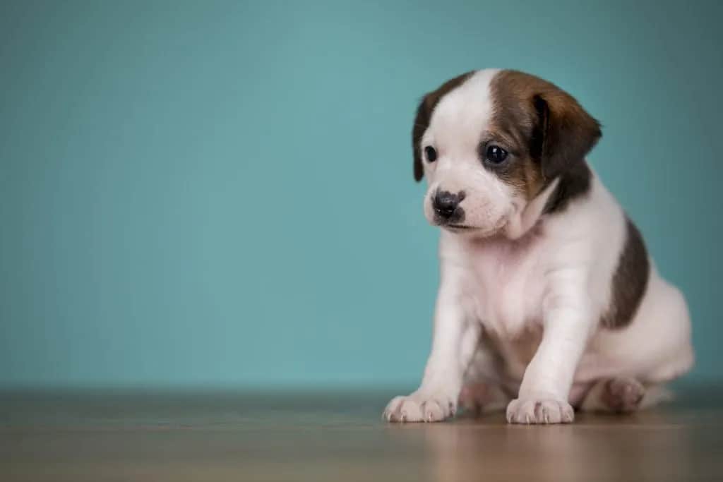 Jak wytresować szczeniaka: skuteczne metody, które naprawdę działają