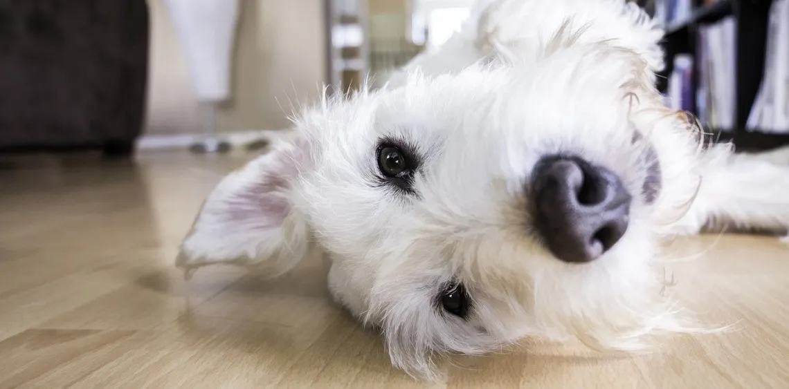 Jak pozbyć się sierści w praniu? Oto skuteczne metody na problem
