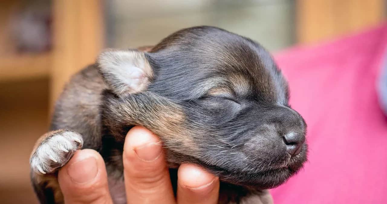 Jak ocenić wielkość psa po szczeniaku i uniknąć błędnych oszacowań
