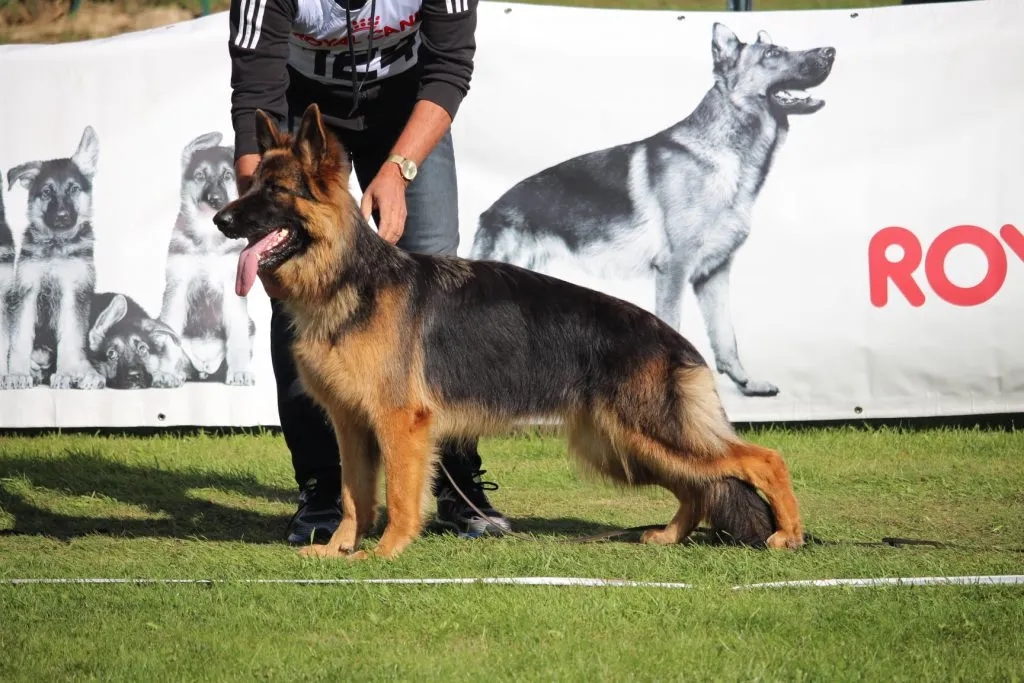 Ile powinien ważyć owczarek niemiecki, aby uniknąć problemów zdrowotnych?