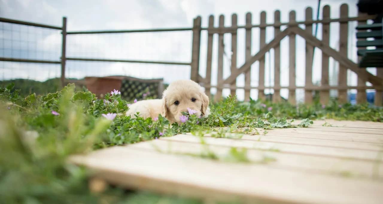 Ile kosztuje mały golden retriever? Sprawdź ceny i czynniki wpływające na koszt