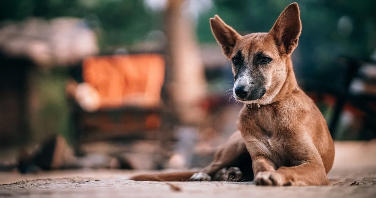 Kiedy szczeniaki zaczynają jeść? Kluczowe informacje o wprowadzaniu karmy