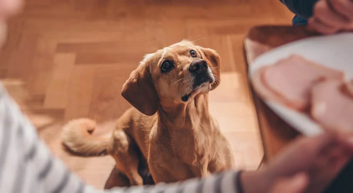 Czy pies może jeść pasztet? Sprawdź ryzyko dla zdrowia pupila