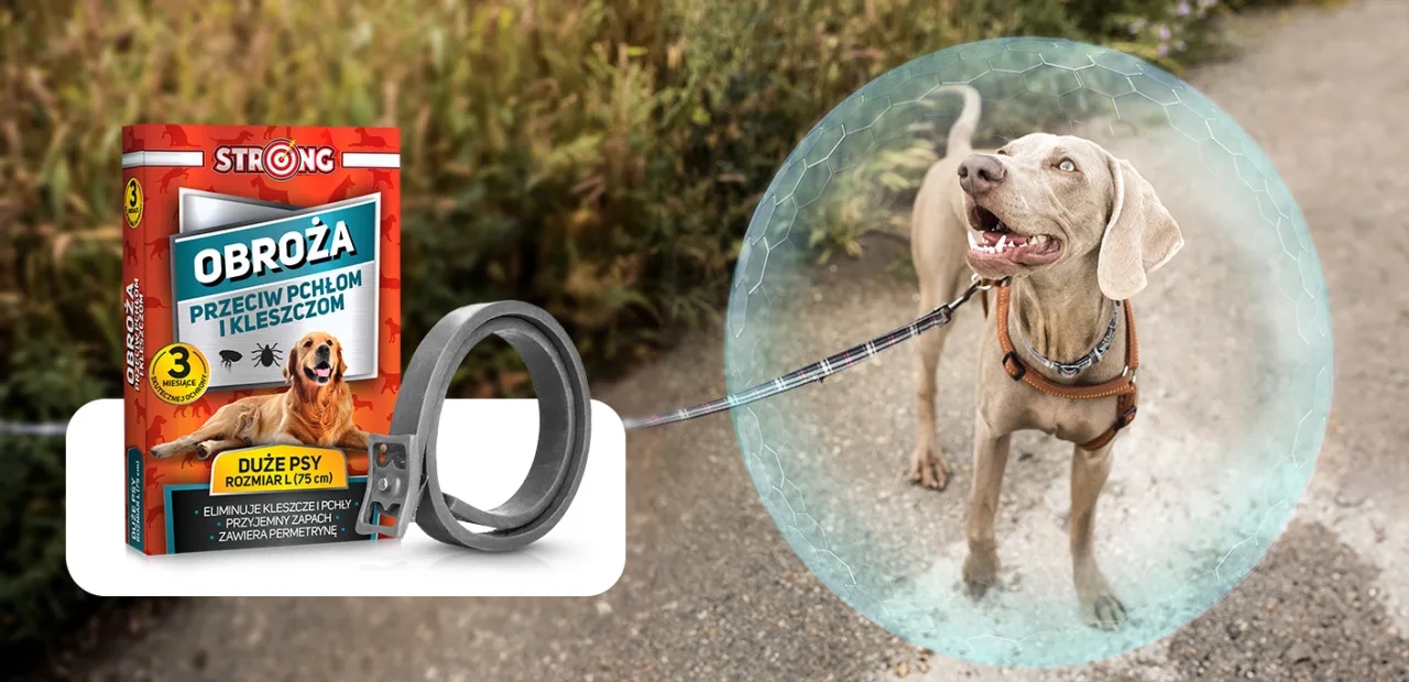 Jak działają obroże przeciw kleszczom i co warto wiedzieć o ich skuteczności