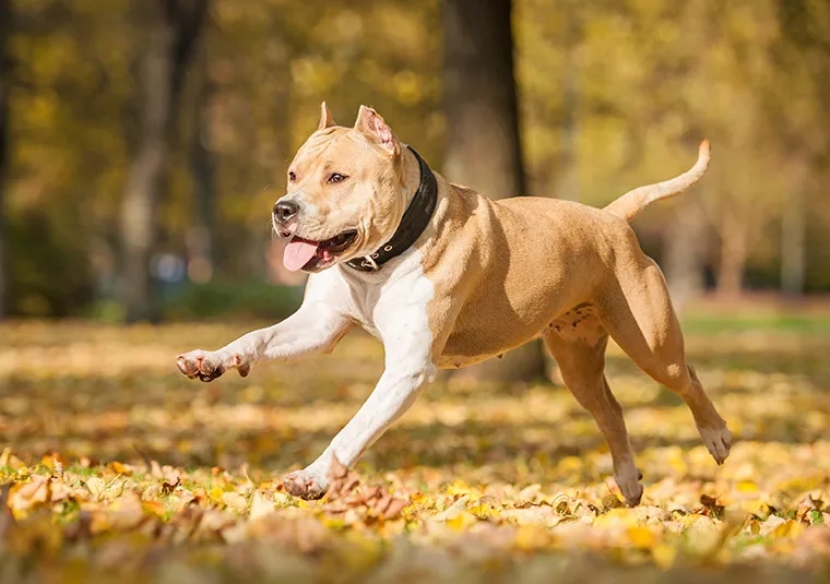 Amstaff ma sierść czy włosy? Poznaj tajemnice ich pielęgnacji