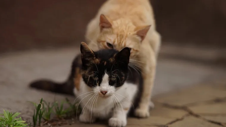 Ile trwa ruja u kotki? Zaskakujące fakty, które musisz znać