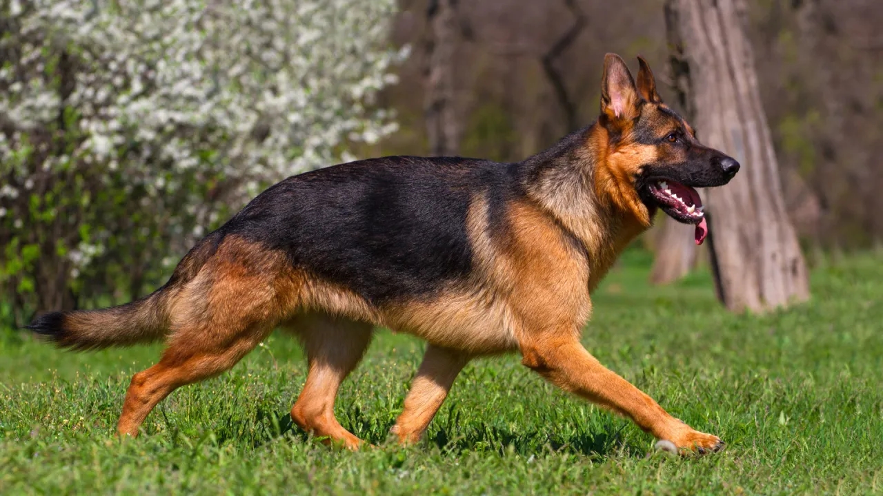 Owczarek niemiecki użytkowy – co to znaczy i jak go rozpoznać?