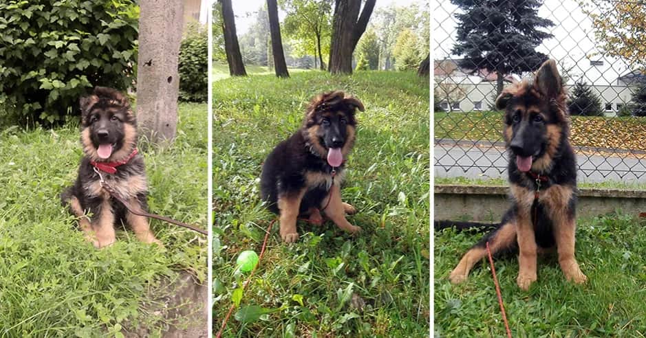 Kiedy stają uszy owczarka niemieckiego? Oto, co musisz wiedzieć