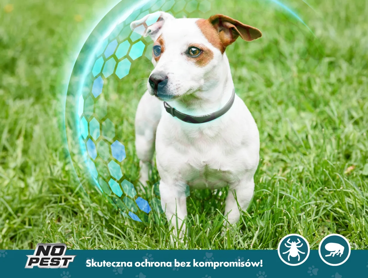 Obroża na pchły dla szczeniaka od kiedy? Sprawdź, co musisz wiedzieć