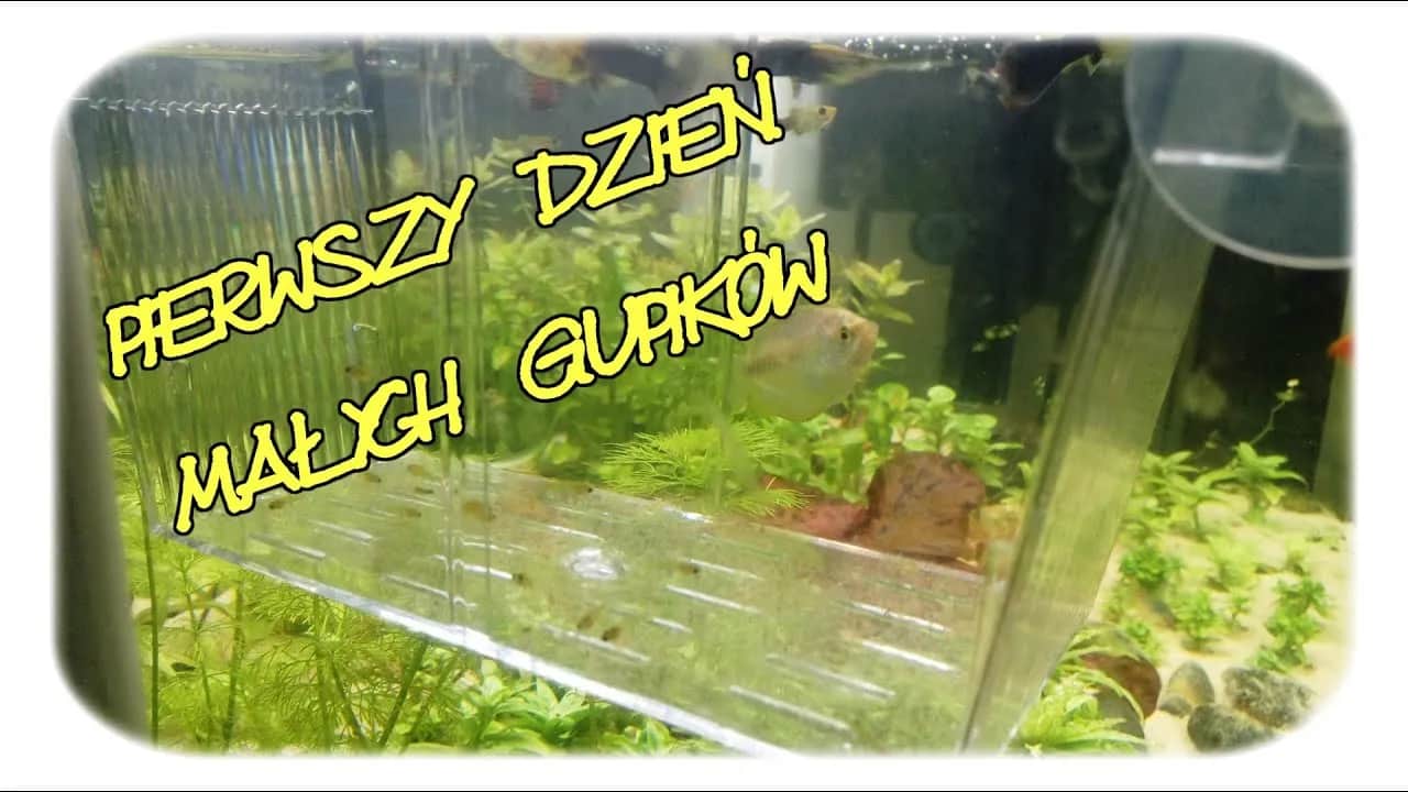 Czym karmić narybek gupika, aby zapewnić mu zdrowy rozwój?