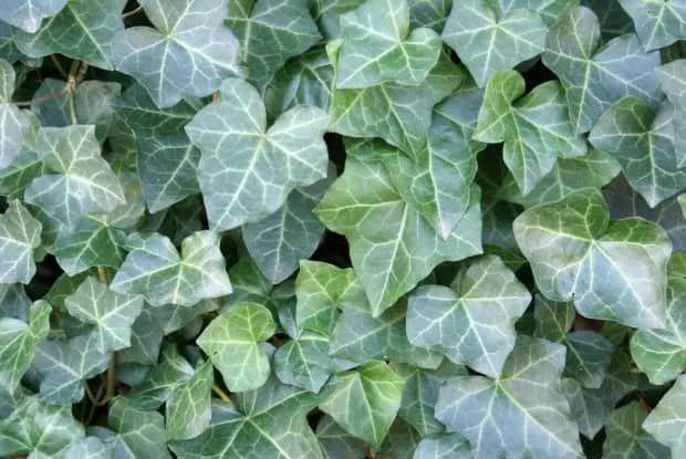 Czy bluszcz jest trujący dla psa? Objawy i zagrożenia dla zdrowia