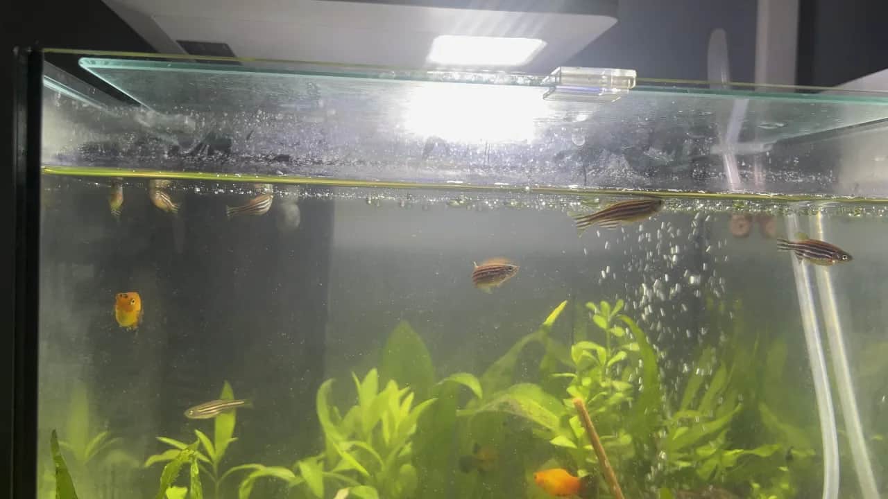 Czemu rybki pływają przy powierzchni? Sprawdź przyczyny i rozwiązania