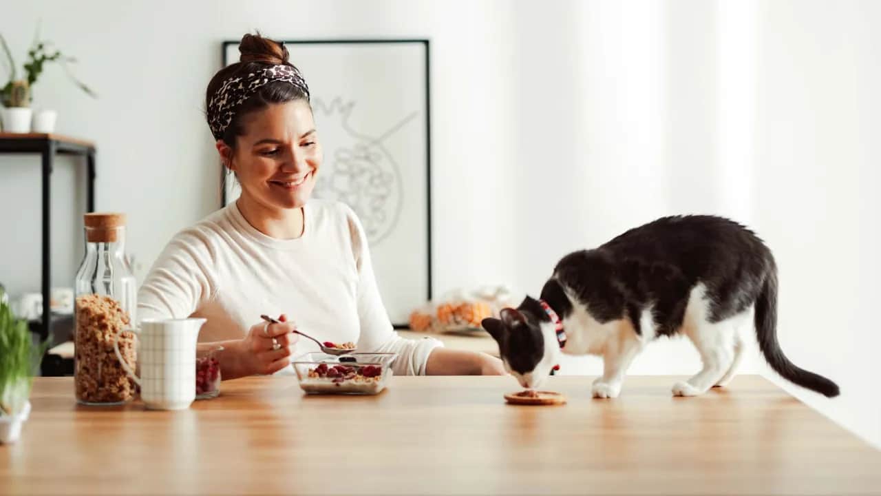 Czy koty mogą jeść owoce? Bezpieczne i toksyczne opcje dla kotów