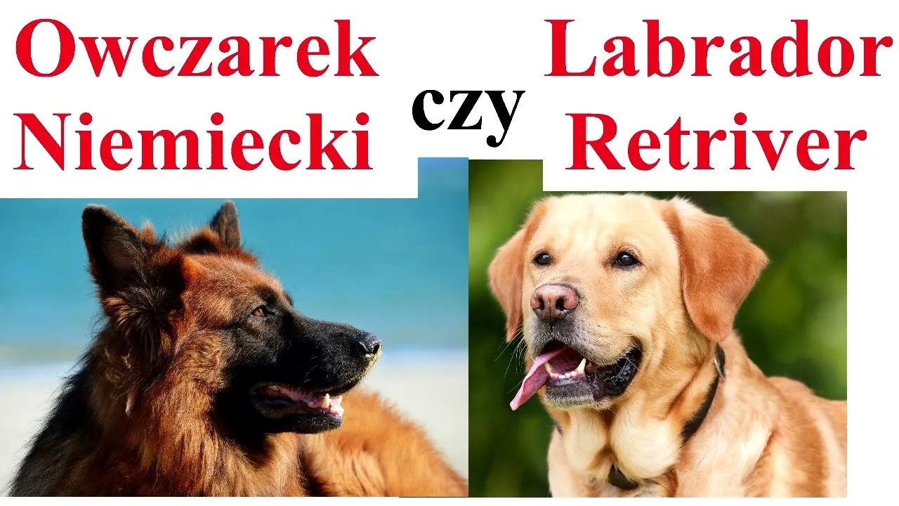 Labrador czy owczarek niemiecki: Która rasa lepiej pasuje do Ciebie?