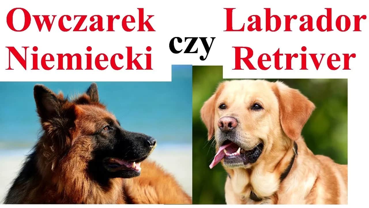 Labrador czy owczarek niemiecki: Która rasa lepiej pasuje do Ciebie?