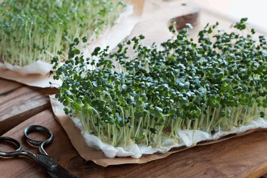 Czy koty mogą jeść rzeżuchę? Bezpieczne informacje dla właścicieli