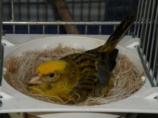 Ile kanarek siedzi na jajkach? Poznaj tajemnice inkubacji i opieki