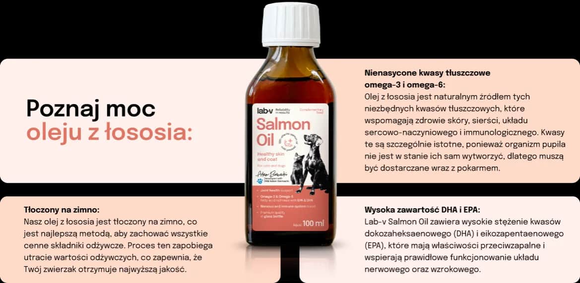Jaki olej z łososia dla psa? Najlepsze produkty dla zdrowia pupila