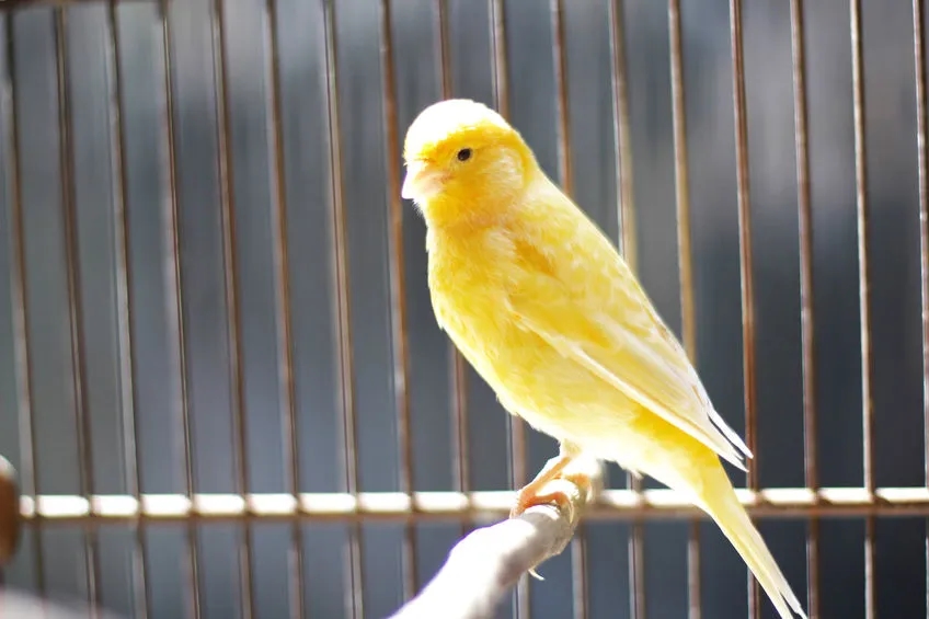 Jak zrobić klatkę dla kanarka – proste kroki i niezbędne materiały