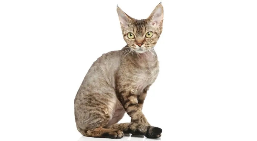 Devon Rex a Sfinks: Kluczowe różnice i cechy, które musisz znać