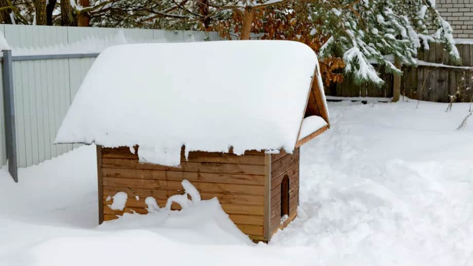 Jak zbudować budę dla psa, aby zapewnić mu komfort i ciepło