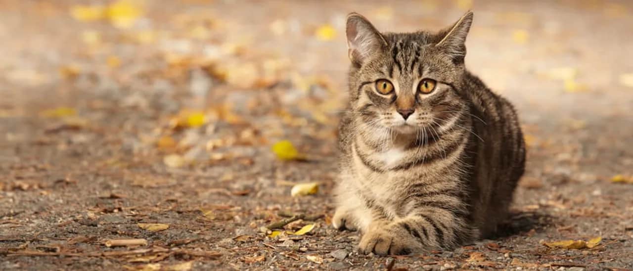 Co ile kotka ma ruje? Poznaj częstotliwość rui u kotek