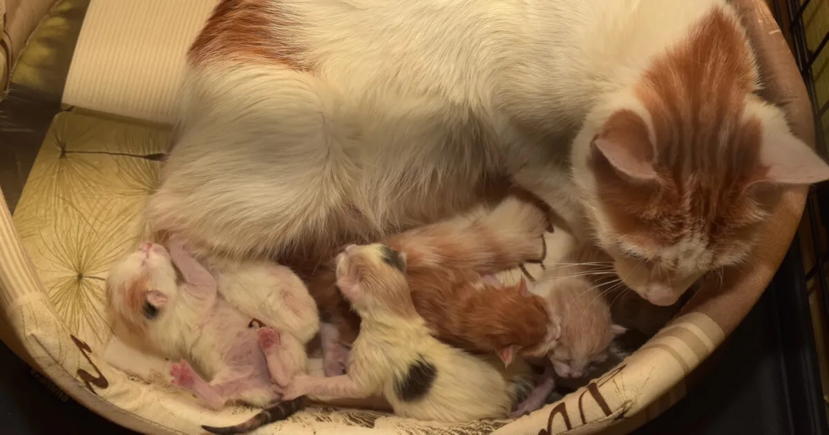 Objawy porodu u kotki: jak rozpoznać, że czas na kocięta