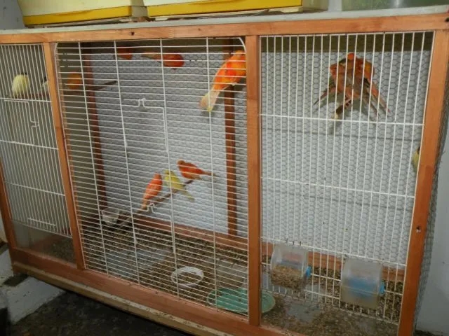 Jak przygotować kanarki do lęgów: kluczowe wskazówki i porady