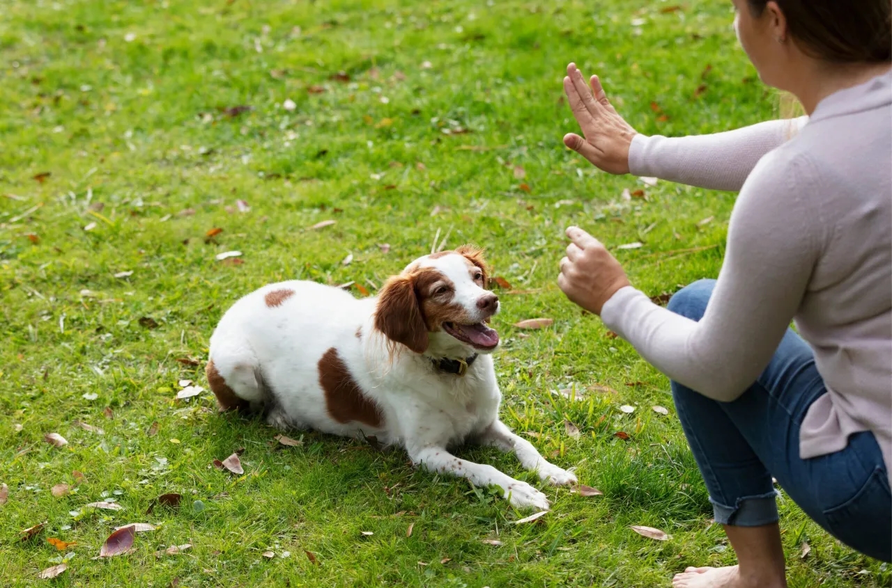 Jak wytresować psa w domu – skuteczne metody i porady dla właścicieli