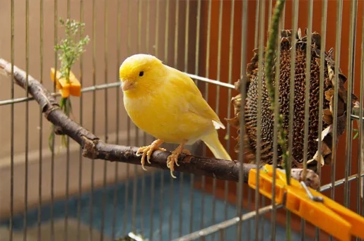 Kanarki razem czy osobno - jak uniknąć konfliktów w hodowli