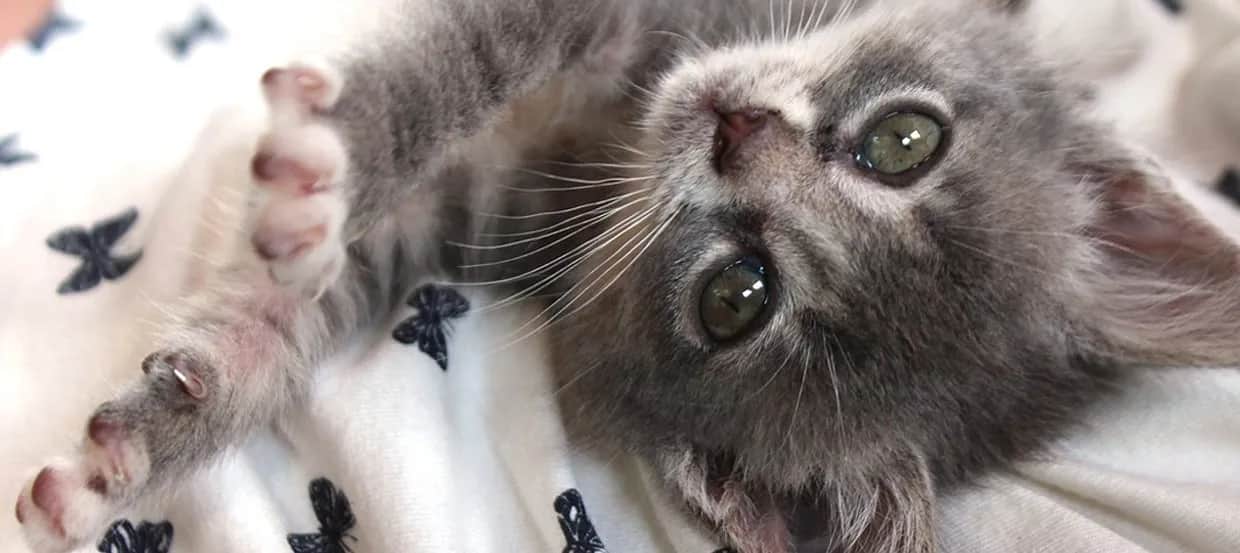 Co je mały kotek? Poznaj kluczowe zasady karmienia i pielęgnacji