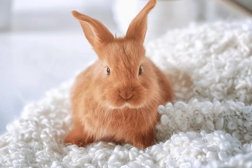 Czy królik rozpoznaje właściciela? Odkryj zaskakujące fakty o zachowaniu