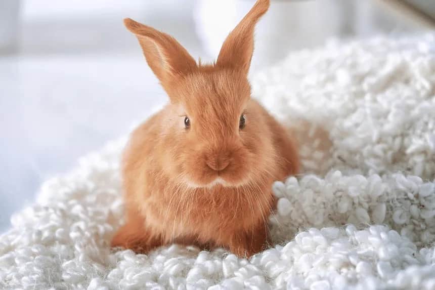 Czy królik rozpoznaje właściciela? Odkryj zaskakujące fakty o zachowaniu