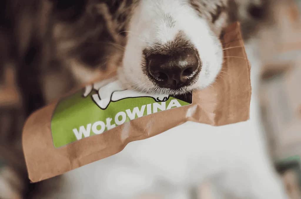 Sucha karma dla szczeniaka od kiedy - unikaj błędów w żywieniu