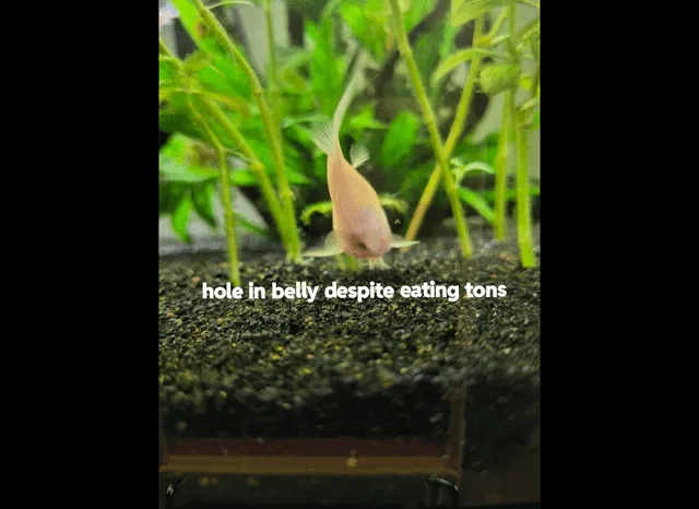 Dlaczego neonki zdychają? Oto najczęstsze przyczyny ich śmierci