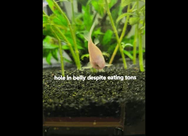 Dlaczego neonki zdychają? Oto najczęstsze przyczyny ich śmierci