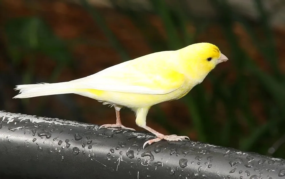 Ile lat żyją kanarki? Odkryj sekrety ich długowieczności