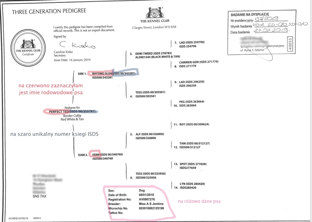 Ile kosztuje rodowód dla psa? Sprawdź ceny i opcje rejestracji